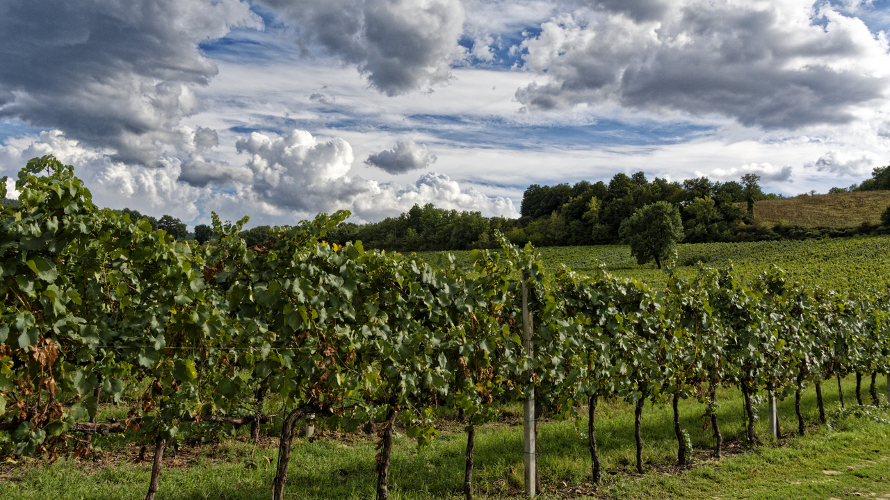 20220910 161240•Wine Tasting•Collepepe•Umbria•Italy